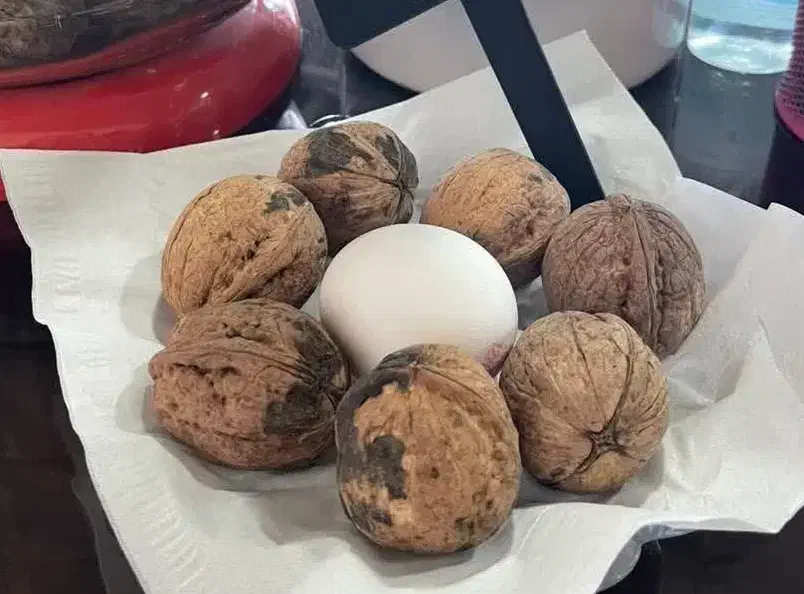 نهالستان گردو و میوههای پربار. پالیز|خدمات باغبانی و درختکاری|تربت جام, باغ سنگان سفلی|دیوار