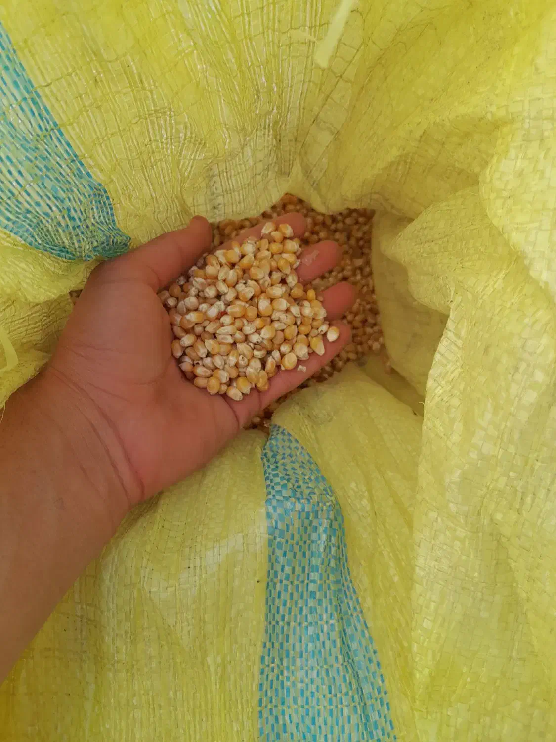 ذرت|حیوانات مزرعه|محمدشهر, یزدیها|دیوار