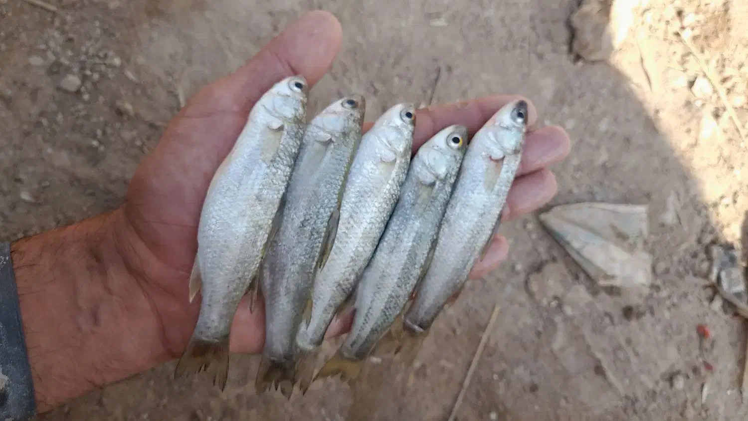 سلام علیکم|ماهی|خرمشهر, |دیوار