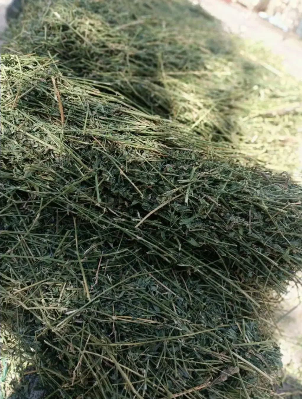 یونجه غذای اصلی خرگوش و خوکچه هندی|لوازم جانبی حیوانات|شیراز, نصر|دیوار