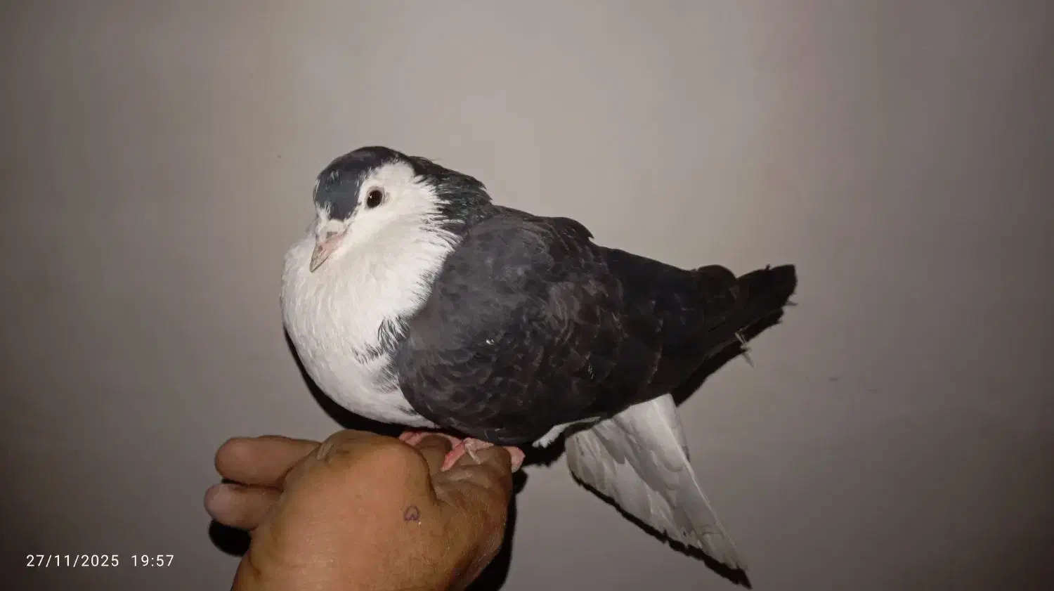 کبوتر ومرغ مینا و مرغ عشق|پرنده|گنبد کاووس, |دیوار