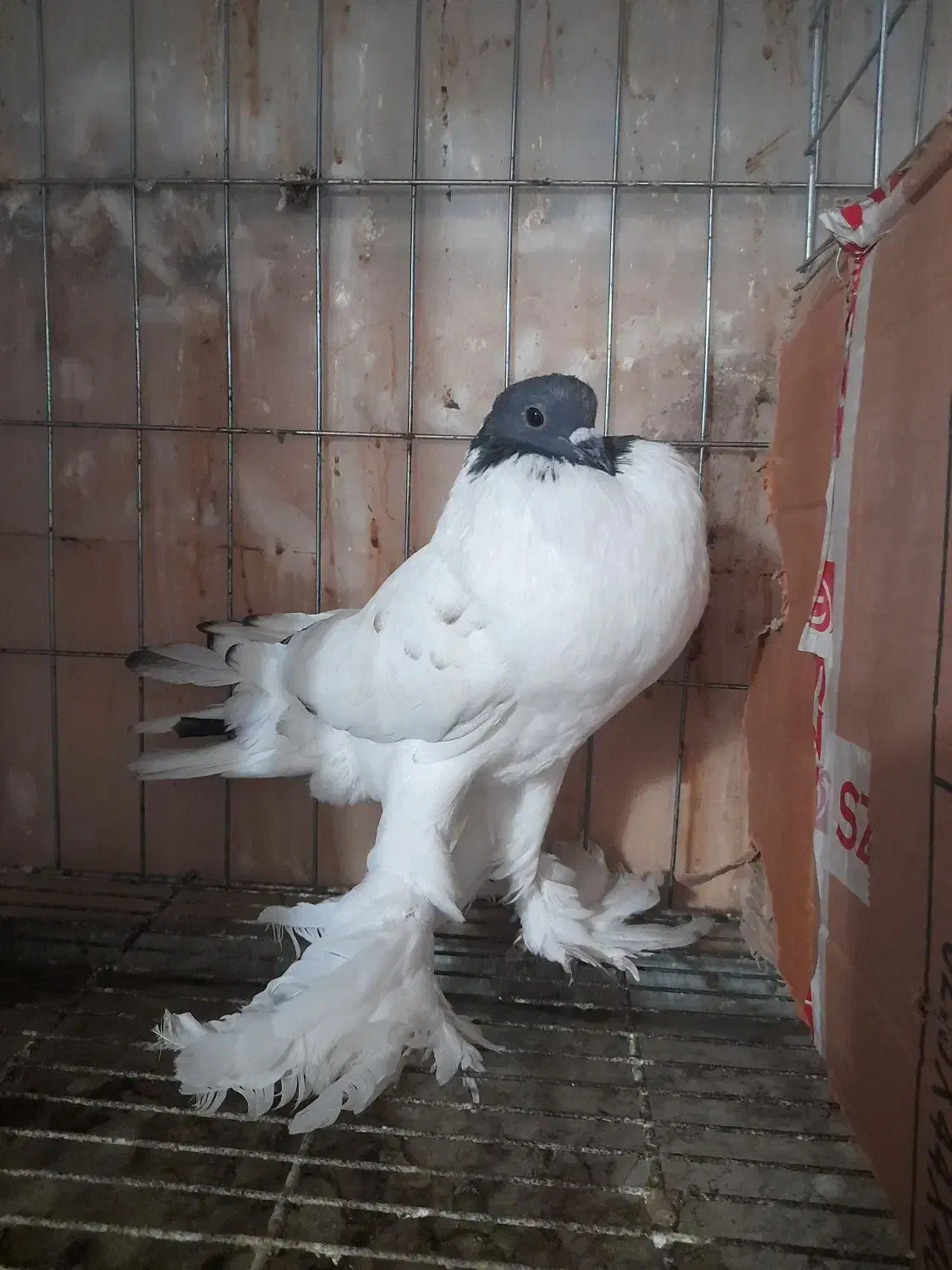 فروش کبوتر زینتی|پرنده|نوشهر, |دیوار