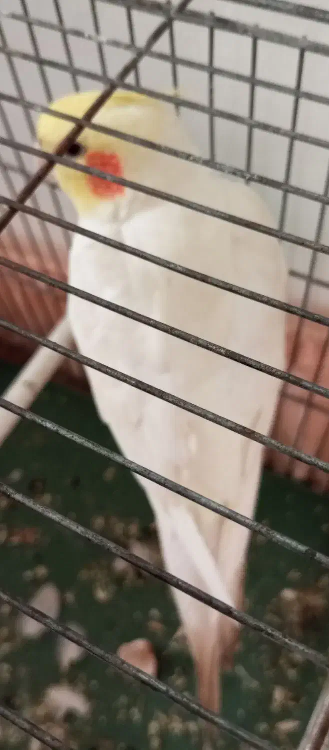 سخنگو|پرنده|اسدآباد, |دیوار