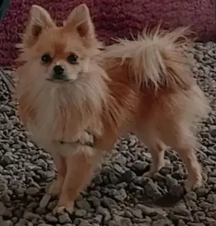 سگ گمشده|حیوانات|سبزوار, قلعهنو دهزار|دیوار