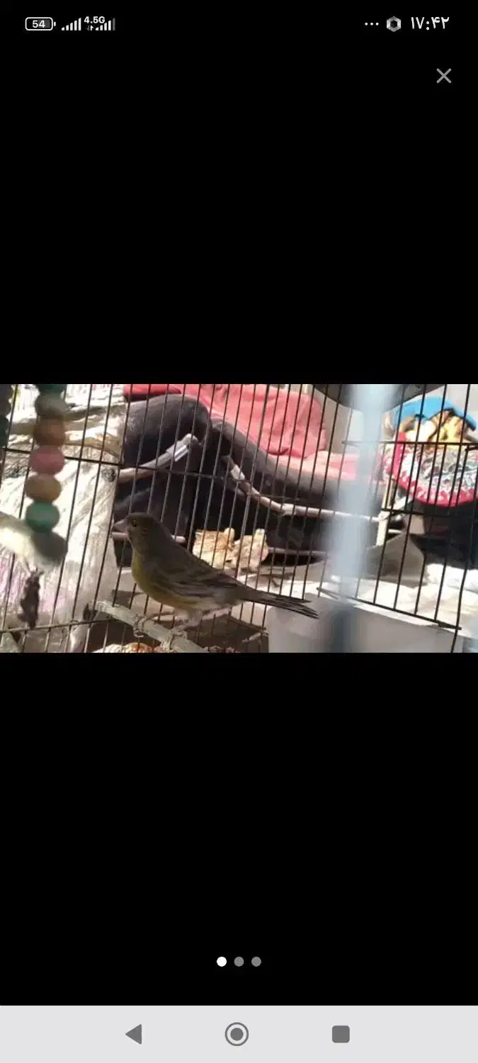 سره اهوازی|پرنده|پاکدشت, شهرک امام رضا|دیوار