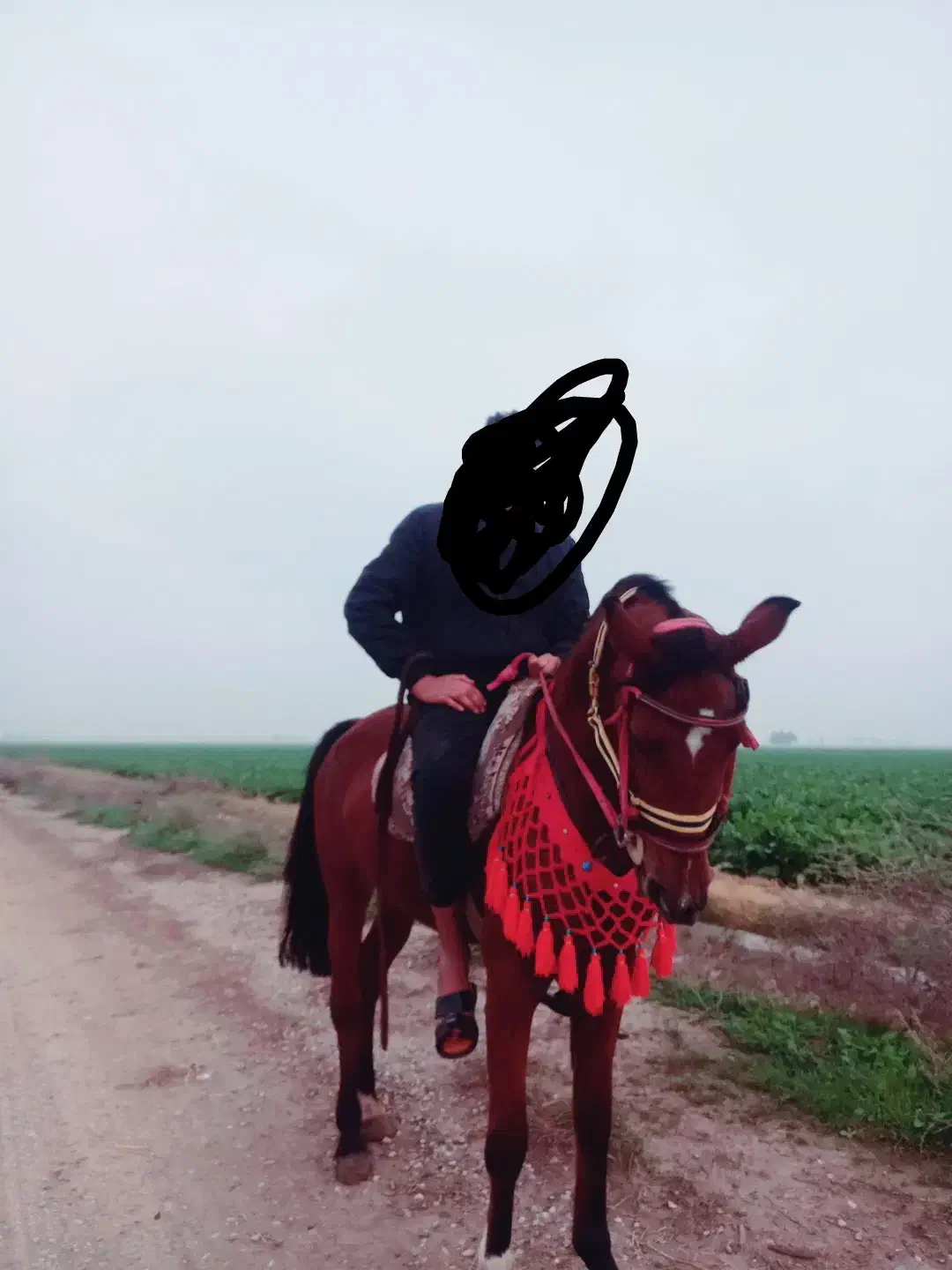 اسب مادیون یه سر|اسب و تجهیزات اسبسواری|شوش, |دیوار