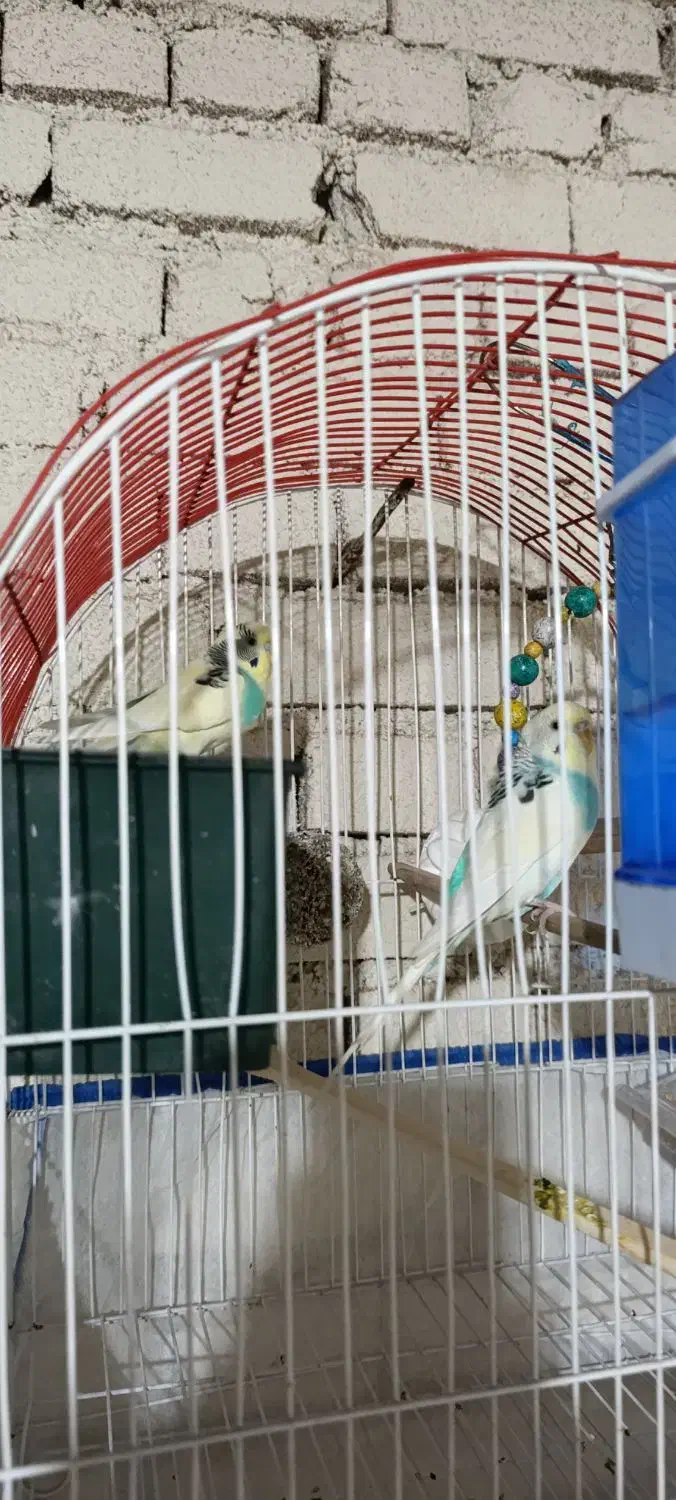 مرغ عشق|پرنده|مهاباد (آذربایجان غربی), |دیوار