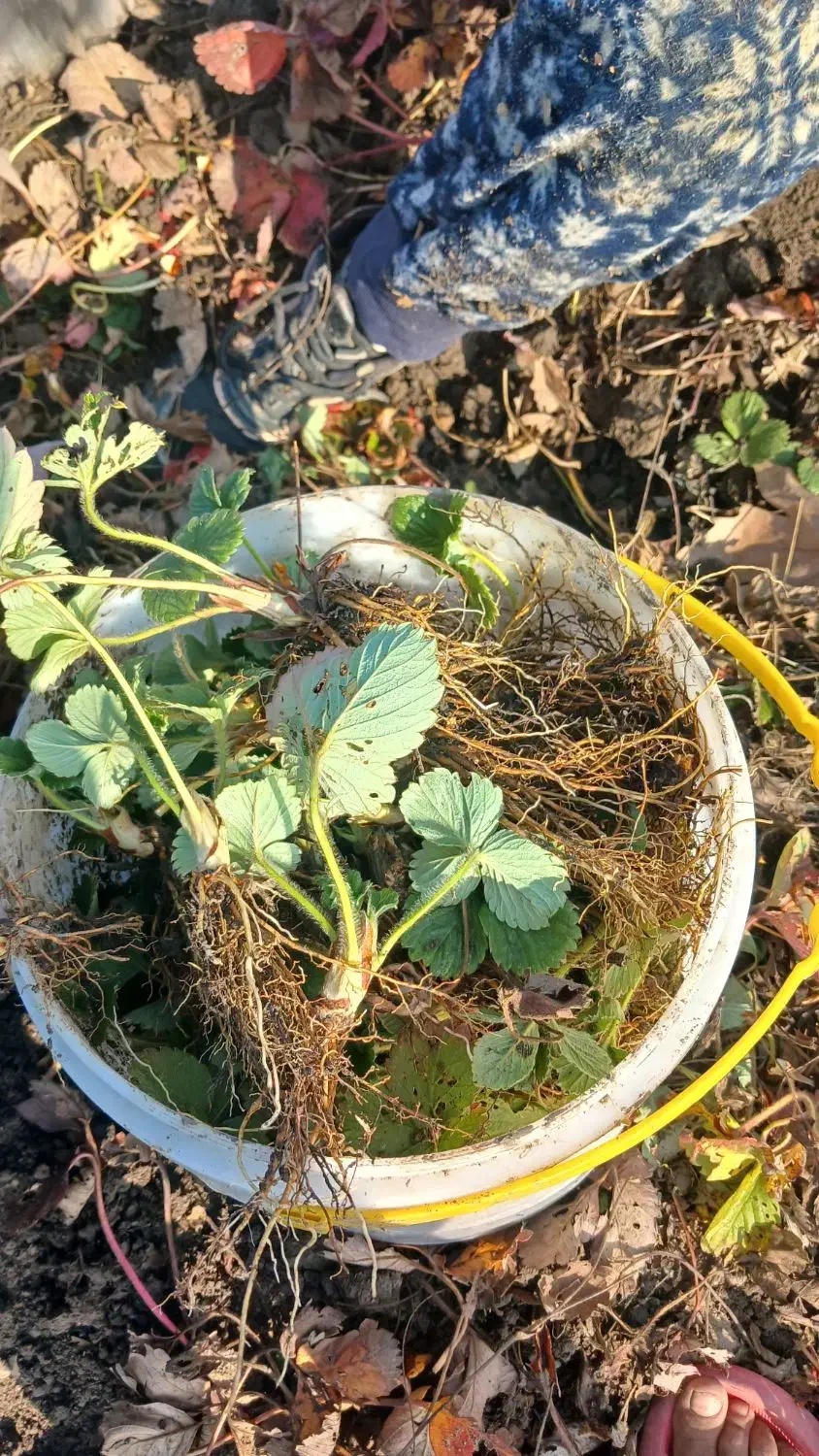 نهال توت فرنگی سابیرینا|گل و گیاه طبیعی|مینودشت, |دیوار