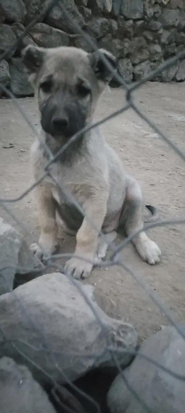 توله نر پشدر 2ماهه|سگ|صومای برادوست, |دیوار