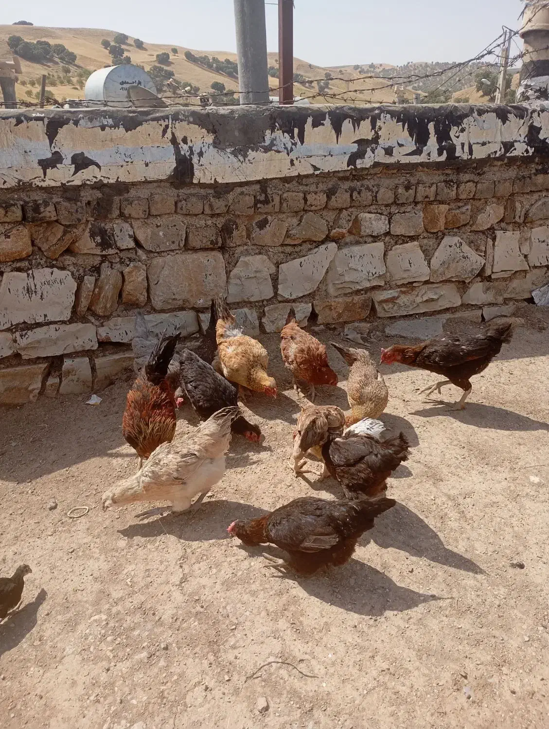 مرغ وخروس کوردی|حیوانات مزرعه|جوانرود, |دیوار