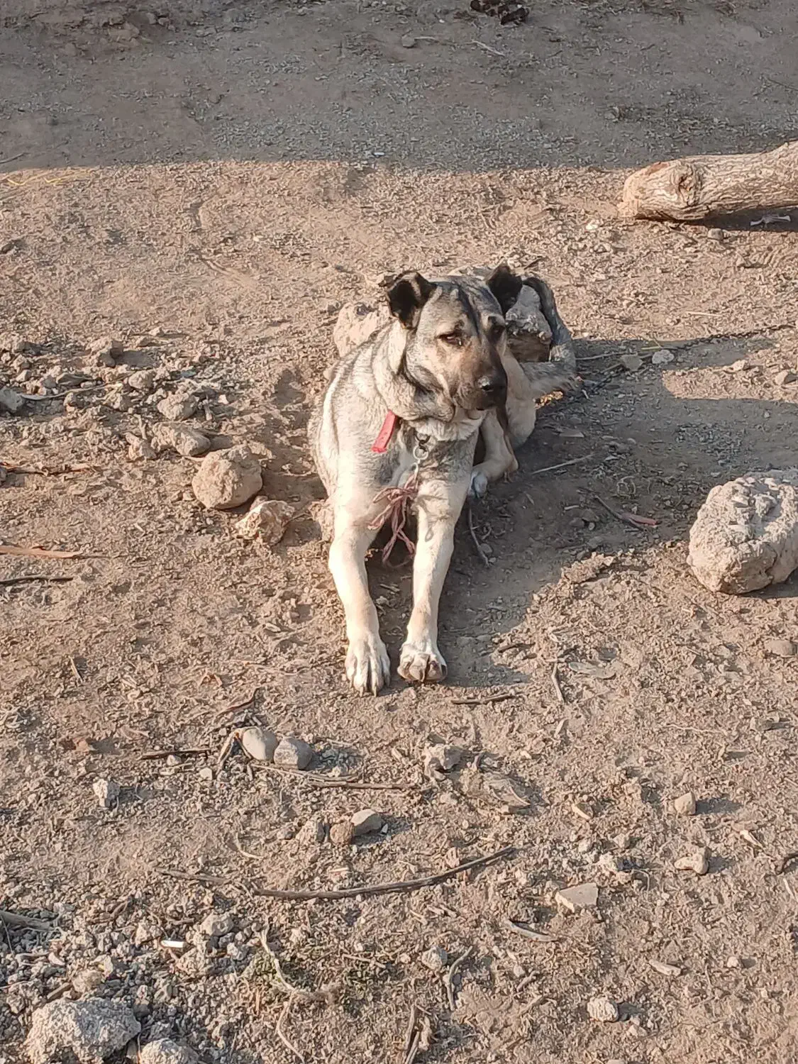 واگذاری سگ سرابی|سگ|اردبیل, |دیوار