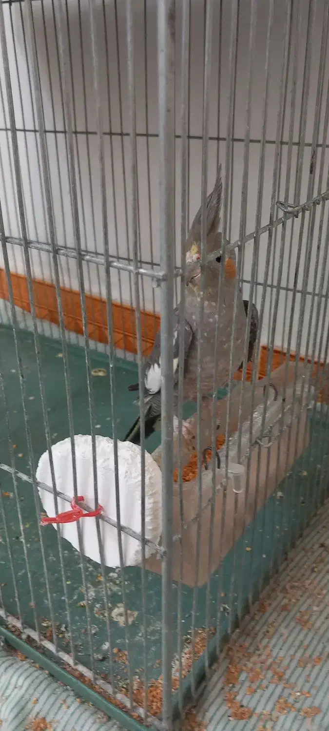 معاوضه یک عدد عروس هلندی با قناری|پرنده|منجیل, |دیوار