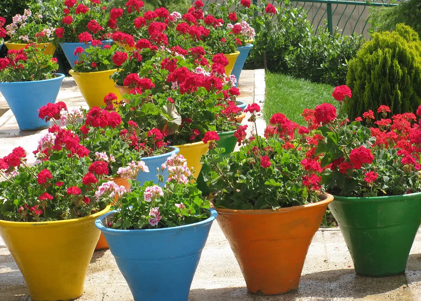 خدمات حرفه‌ای باغبانی تعویض خاک گلدون کاشت گل|خدمات باغبانی و درختکاری|تهران, اقدسیه|دیوار