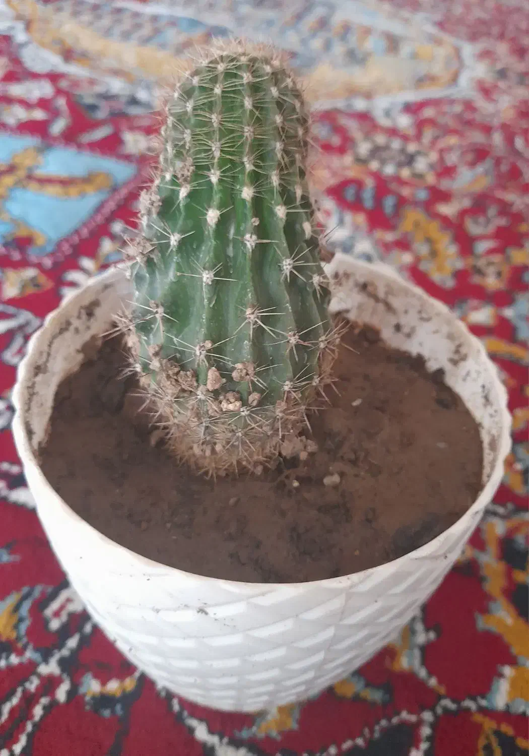 عالی و خوشگل|گل و گیاه طبیعی|مرند, |دیوار