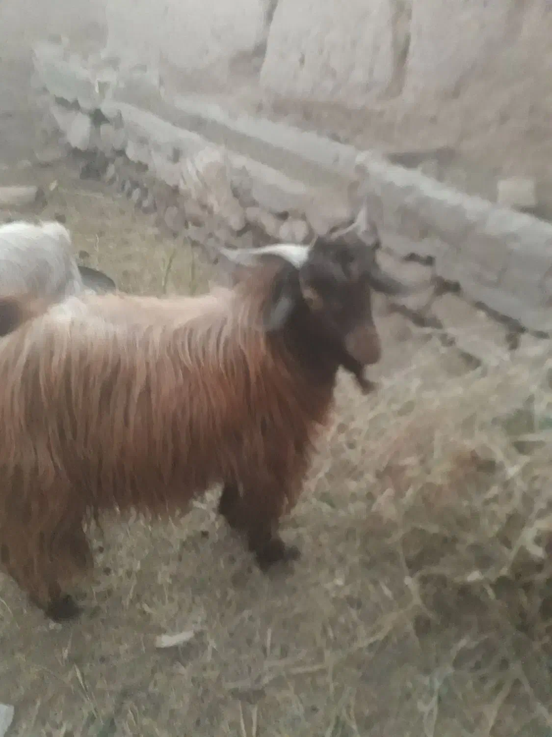 بزغاله|حیوانات مزرعه|کاشان, خزاق|دیوار