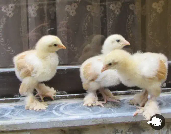 جوجه بوقلمون و برهما و سلطان یکروزه|حیوانات مزرعه|ورامین, خیر آباد|دیوار