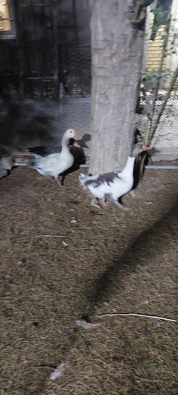 غاز|حیوانات مزرعه|امیدیه, |دیوار