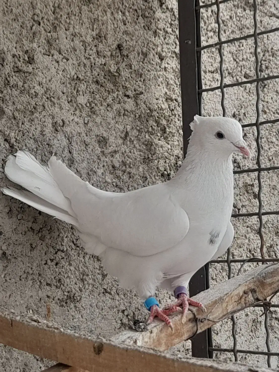 کفتر سفید کاکلی|پرنده|محمدشهر, محمدشهر|دیوار