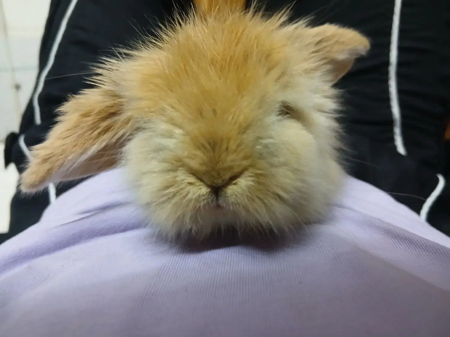 فروش فوری خرگوش لوپ اصل|موش و خرگوش|فولادشهر, B4|دیوار