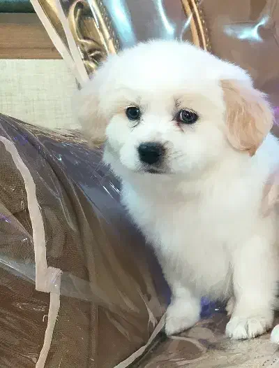 واگذاری سگ پاپی خوشگل بازی گوش|سگ|اصفهان, بهارستان|دیوار