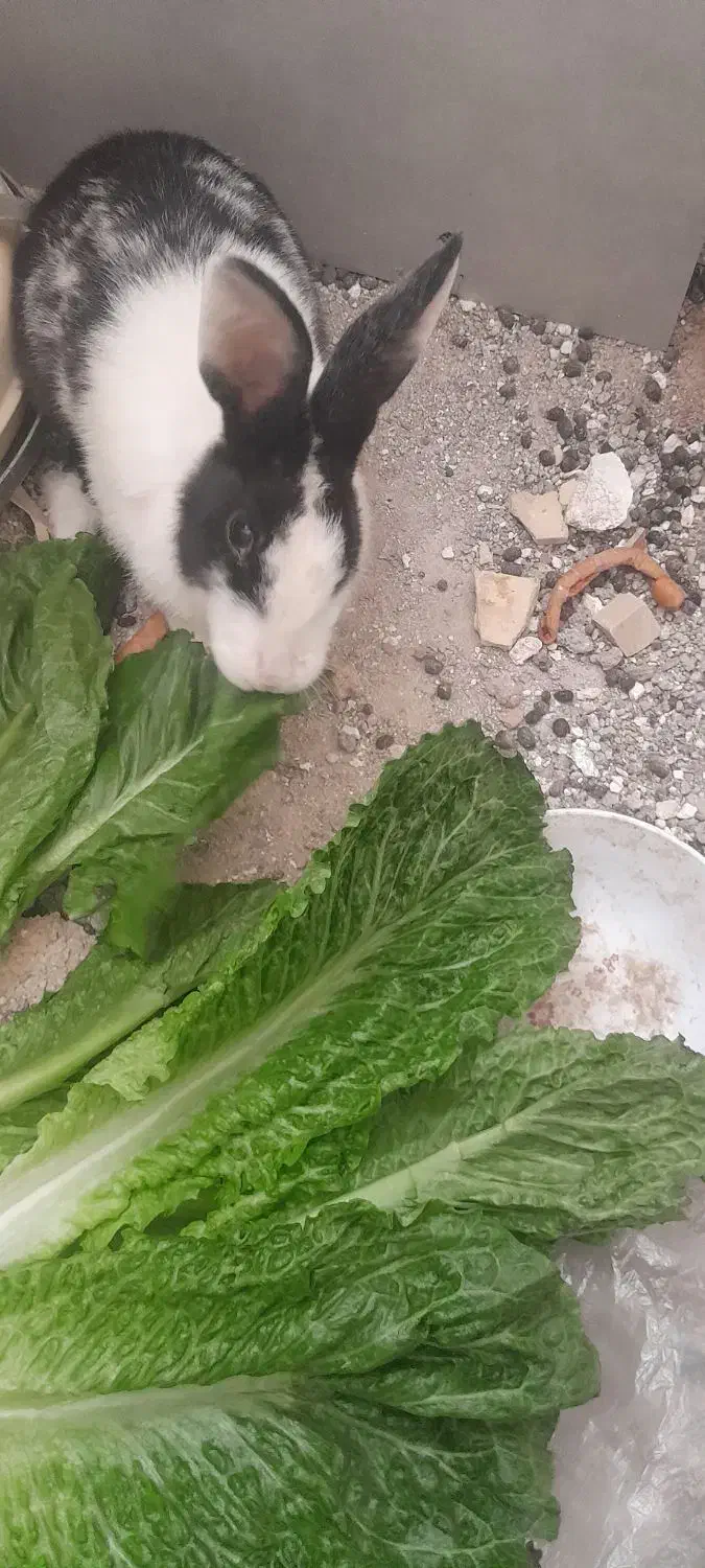 خرگوش|موش و خرگوش|یزد, |دیوار