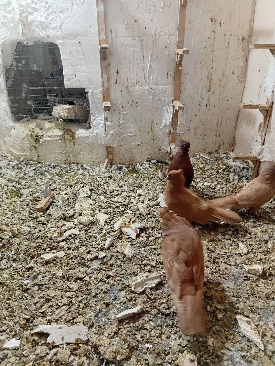 کبوتر زرد سرخ|پرنده|نیشابور, بنیاد شهید|دیوار