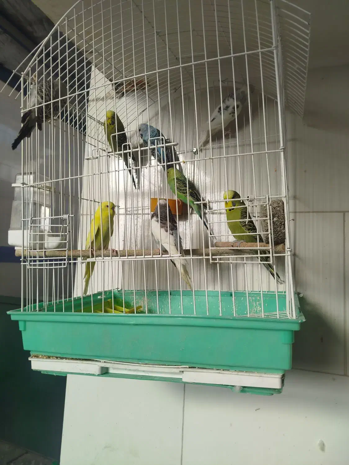 مرغ عشق انگلیسی|پرنده|خمینی‌شهر, |دیوار