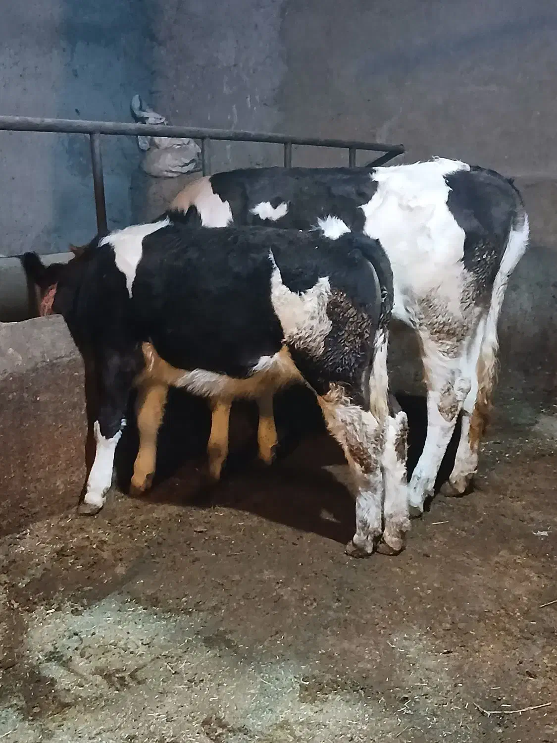 دو راس گوساله ماده سیمینتال اصل.گاو|حیوانات مزرعه|اراک, |دیوار