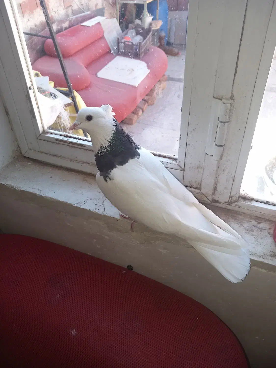 کبوتر|پرنده|اردبیل, |دیوار