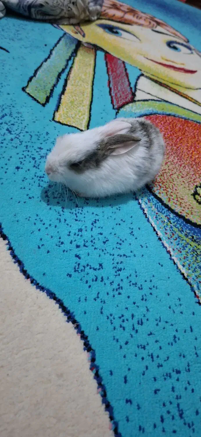 یه عددخرگوش|موش و خرگوش|ملارد, |دیوار