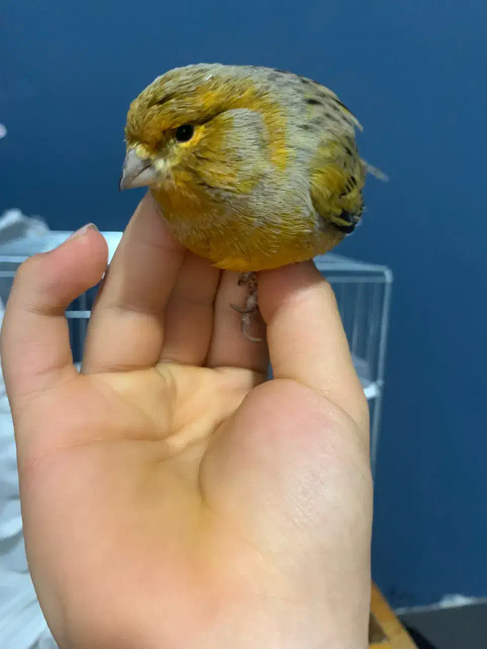 قناری نر بخون|پرنده|خلخال, |دیوار