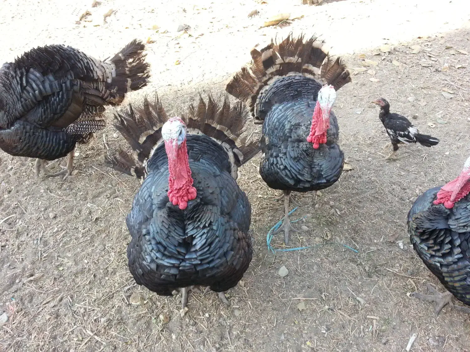 بوقلمون نر|حیوانات مزرعه|تهران, تولید دارو|دیوار