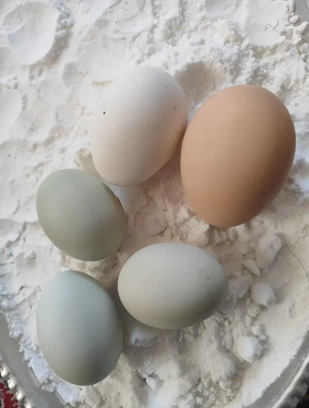 تخم گلین ، آرکانا نطفه دار|حیوانات مزرعه|سبزوار, ایزی شهر|دیوار