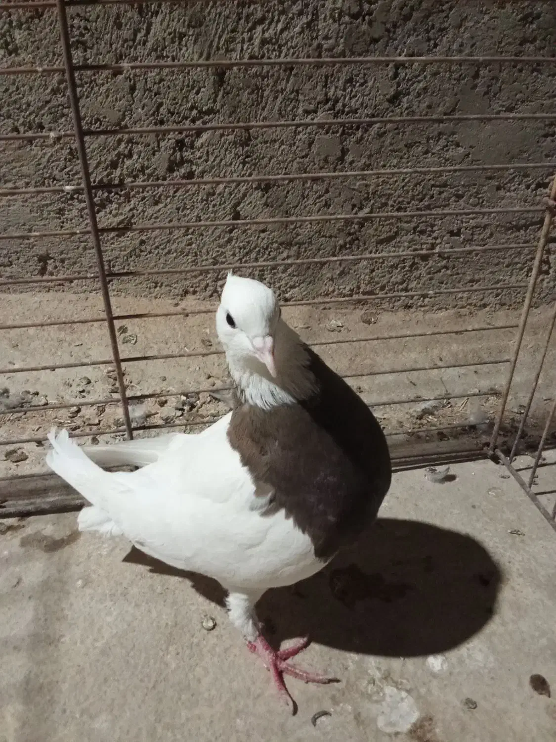 2عدد کفتر طوقی اصفهانی|پرنده|یزد, |دیوار