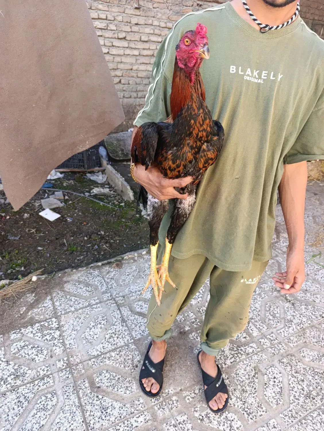 خروس لاری|حیوانات مزرعه|خان ببین, |دیوار