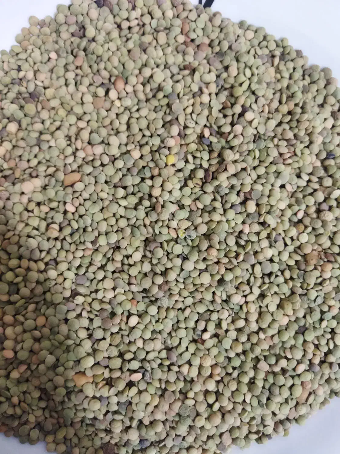 عدس|عمده‌فروشی|مرودشت, استادیوم‎|دیوار