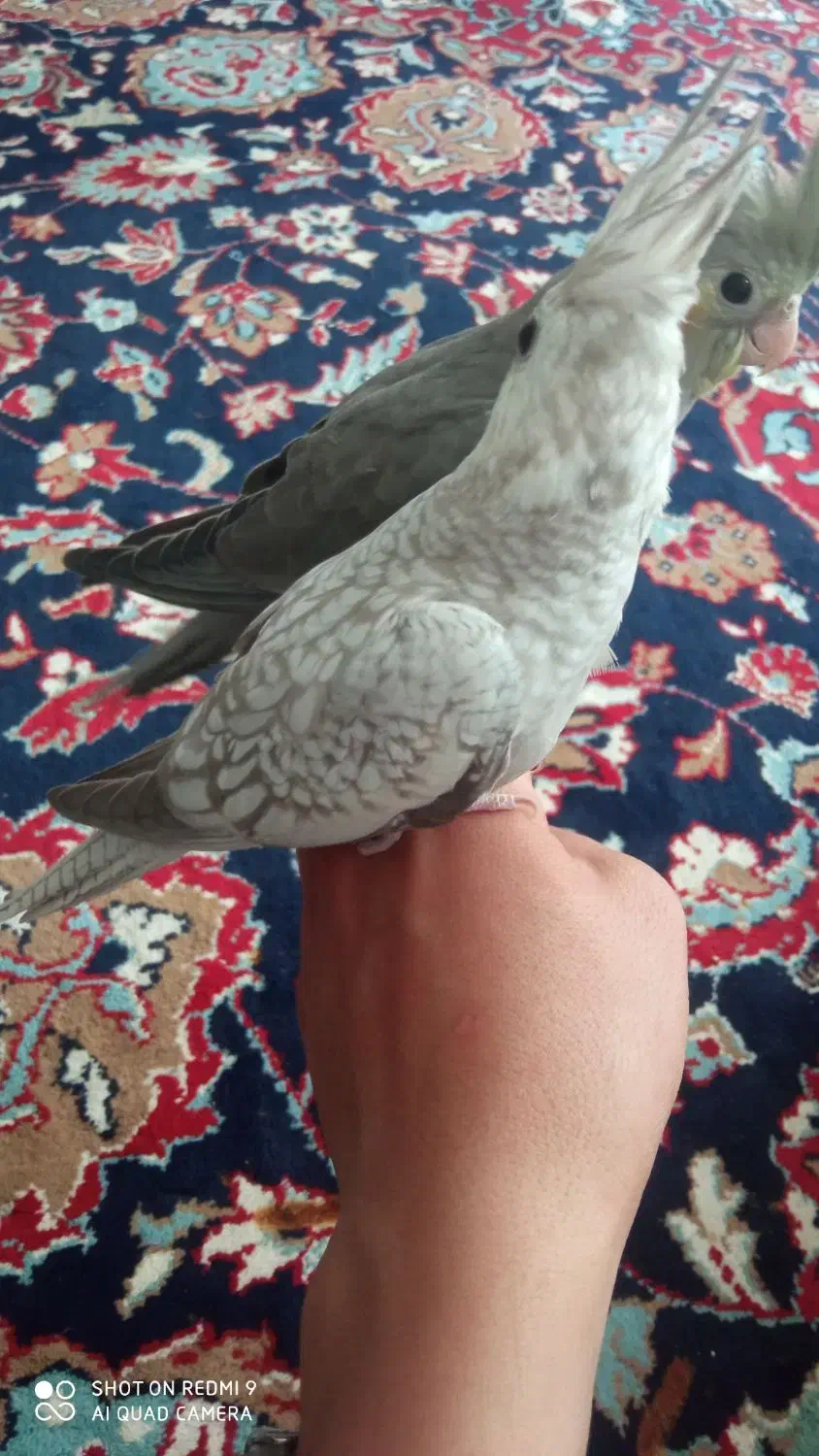 عروس هلندی آلبینو|پرنده|فرح دشت, |دیوار