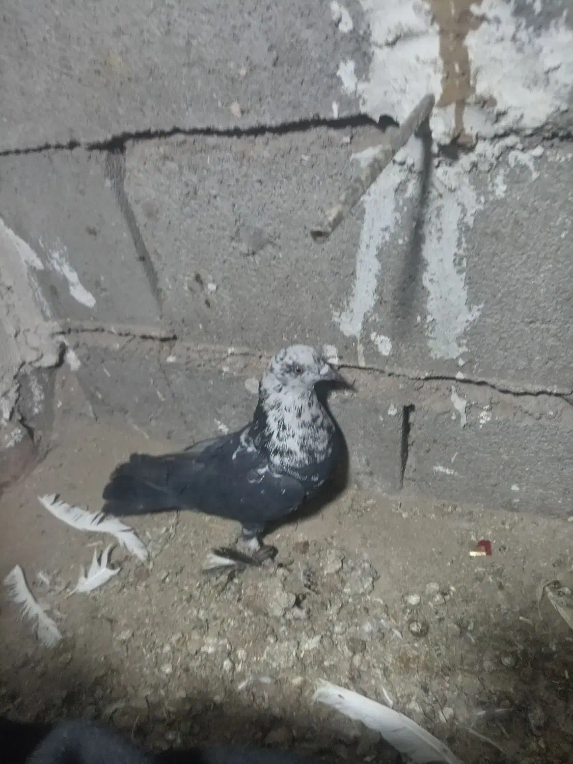 کبوتر|پرنده|میان جلگه, |دیوار