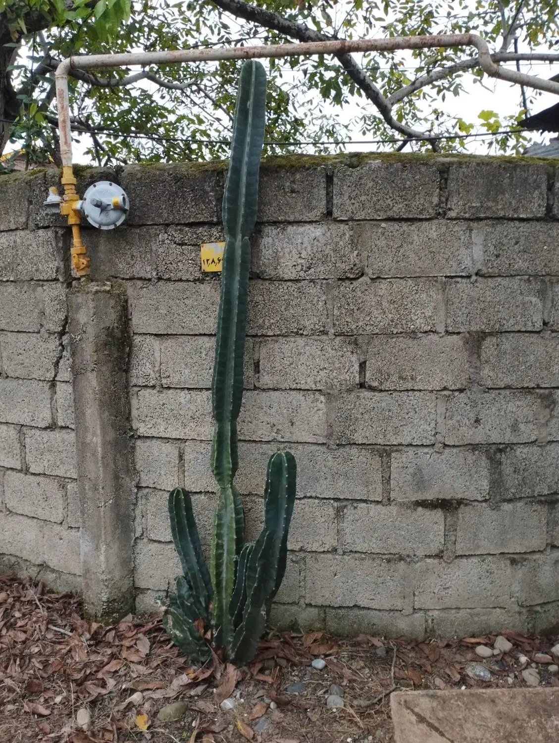 کاکتوس|گل و گیاه طبیعی|شیرود, |دیوار