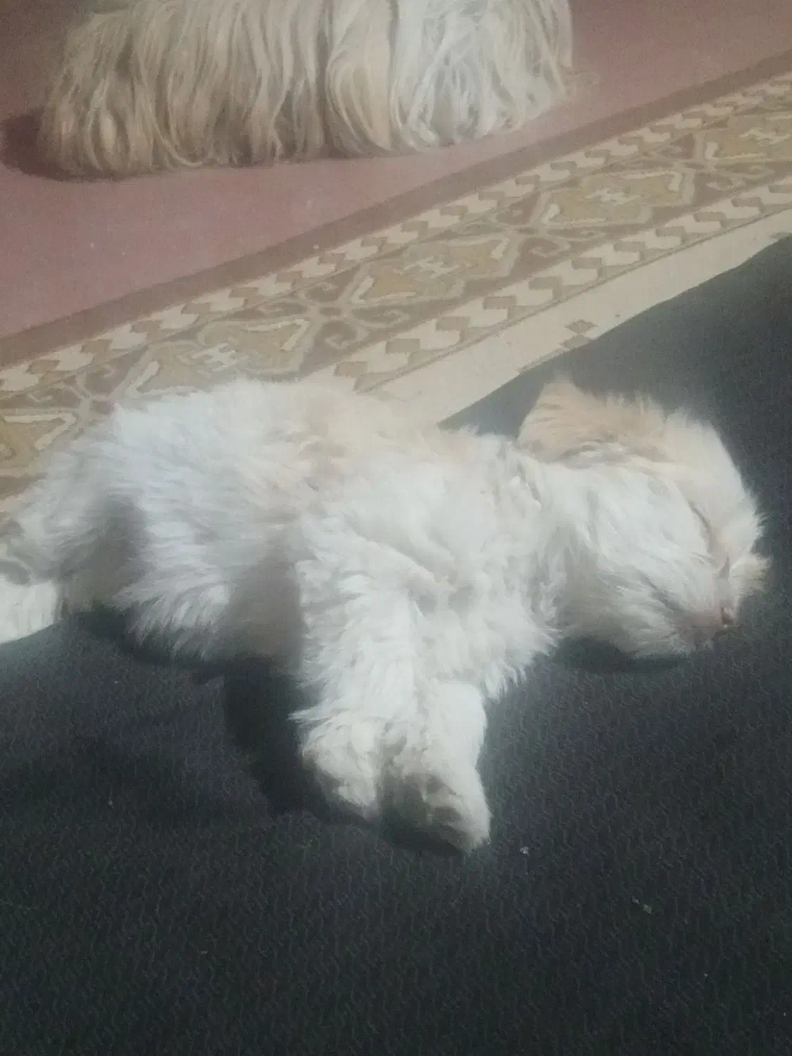 توله سگ پاکوتاه|سگ|زنجان, |دیوار