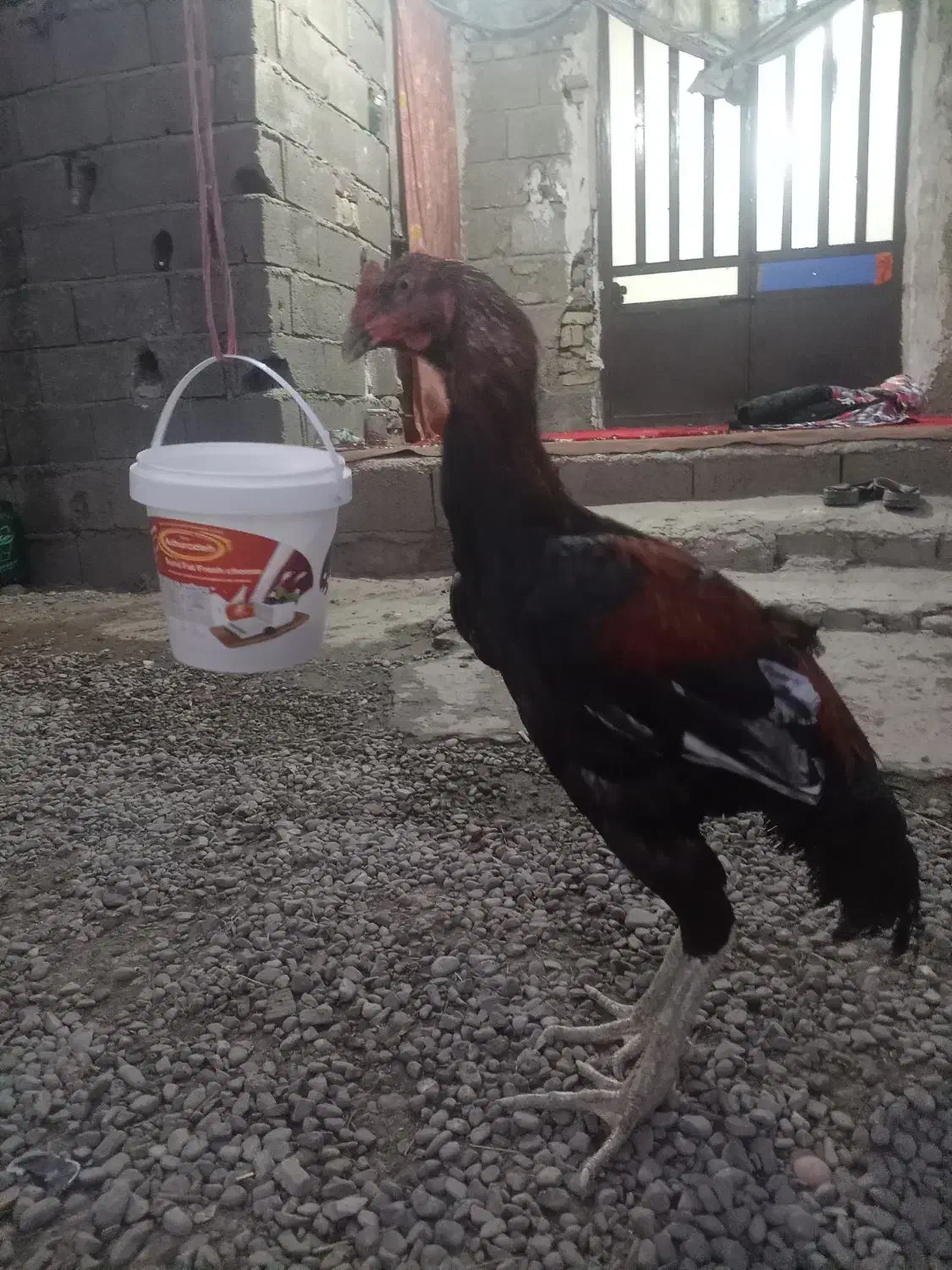 خروس لاری|حیوانات مزرعه|سنگدوین, |دیوار