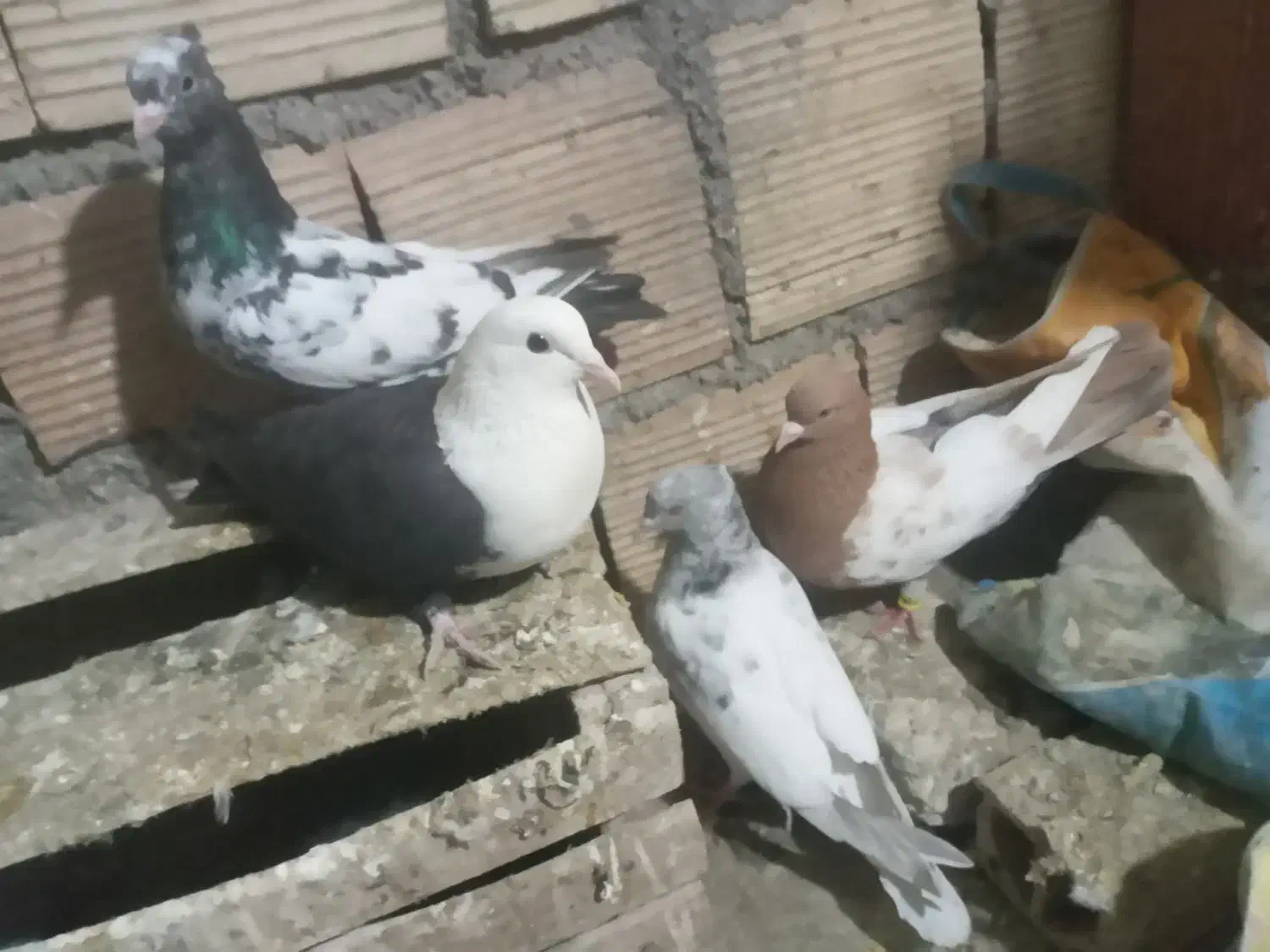 پرنده|پرنده|شیروان (خراسان), |دیوار