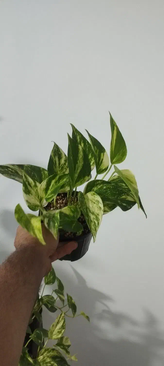 پتوس برگ پهن|گل و گیاه طبیعی|پرند, فاز ۶|دیوار