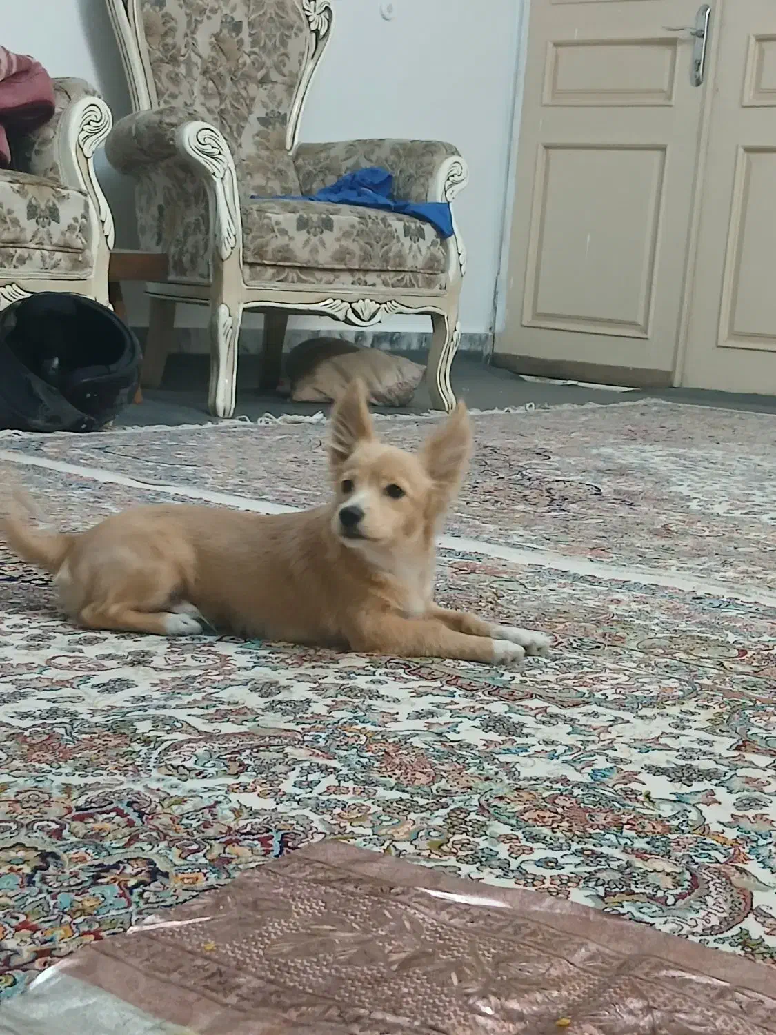 سگ گم شده هرکسی تحویل بده مژدگانی|سگ|مشهد, سرافرازان|دیوار