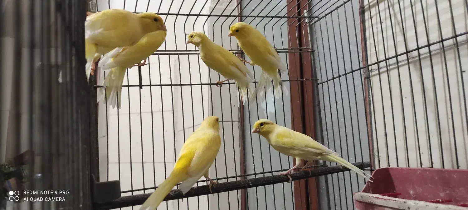 ۱۲ عدد قناری نر و ماده با هم|پرنده|جم, |دیوار