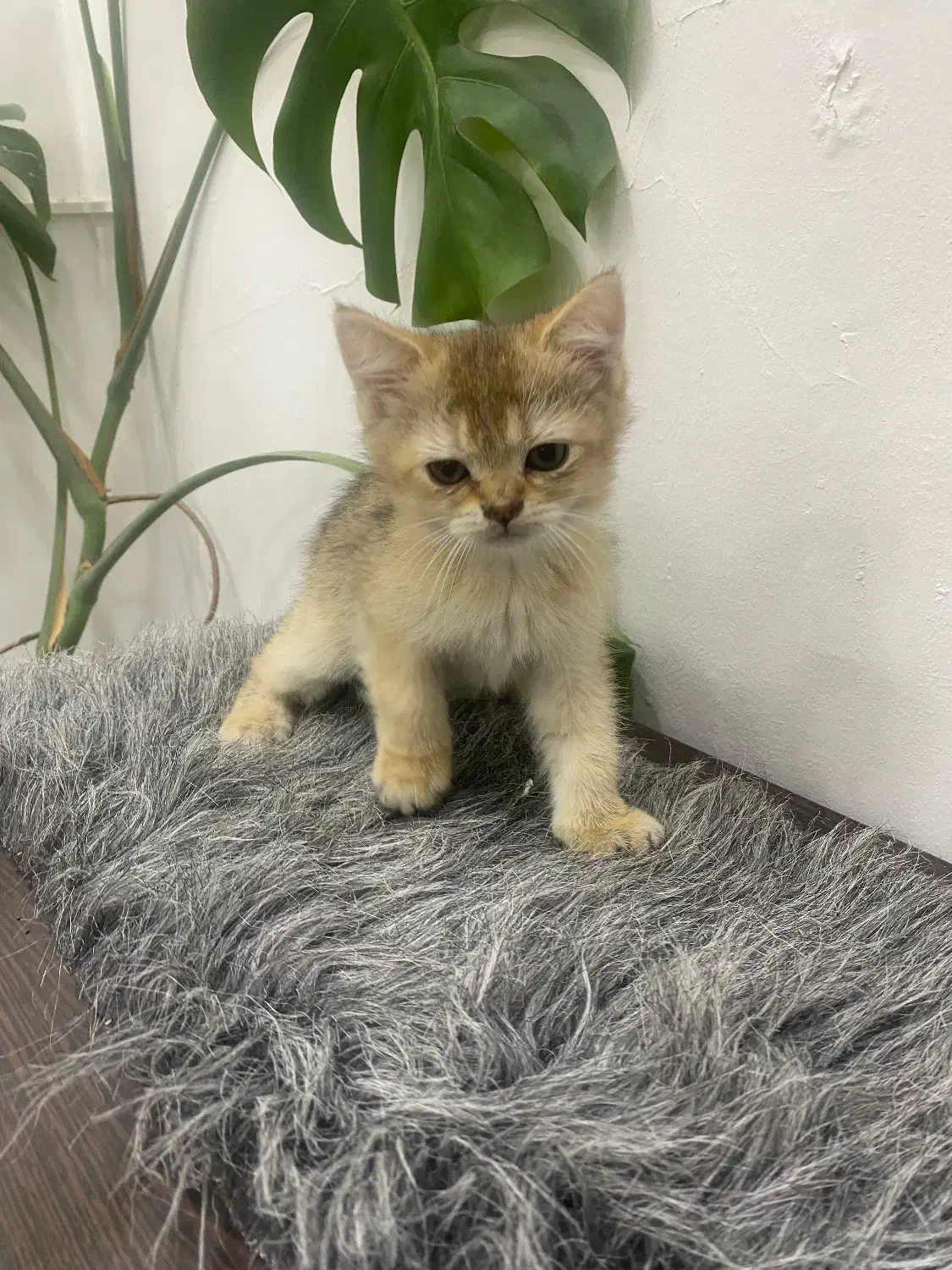 بریتیش گلد شورت هیر|گربه|بوشهر, |دیوار