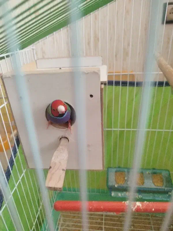 فنچ گلدین|پرنده|سیرجان, |دیوار