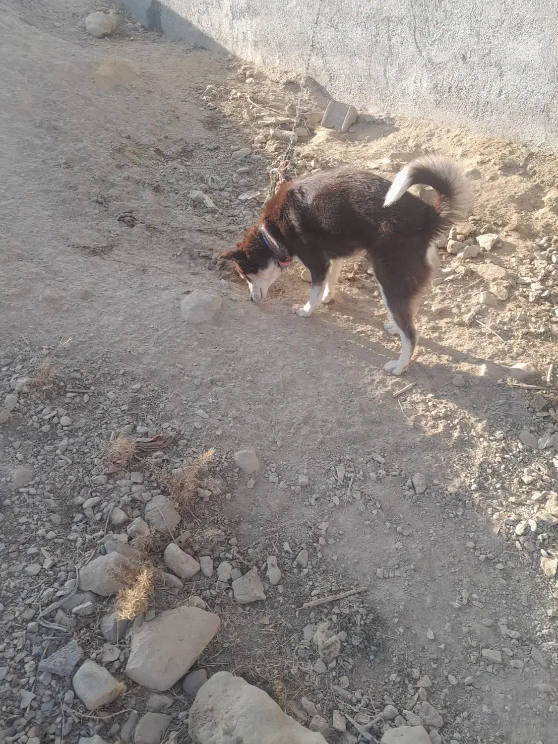 سگ ماده هاسکی ۹ ماه زیبا|سگ|شیروان (خراسان), |دیوار