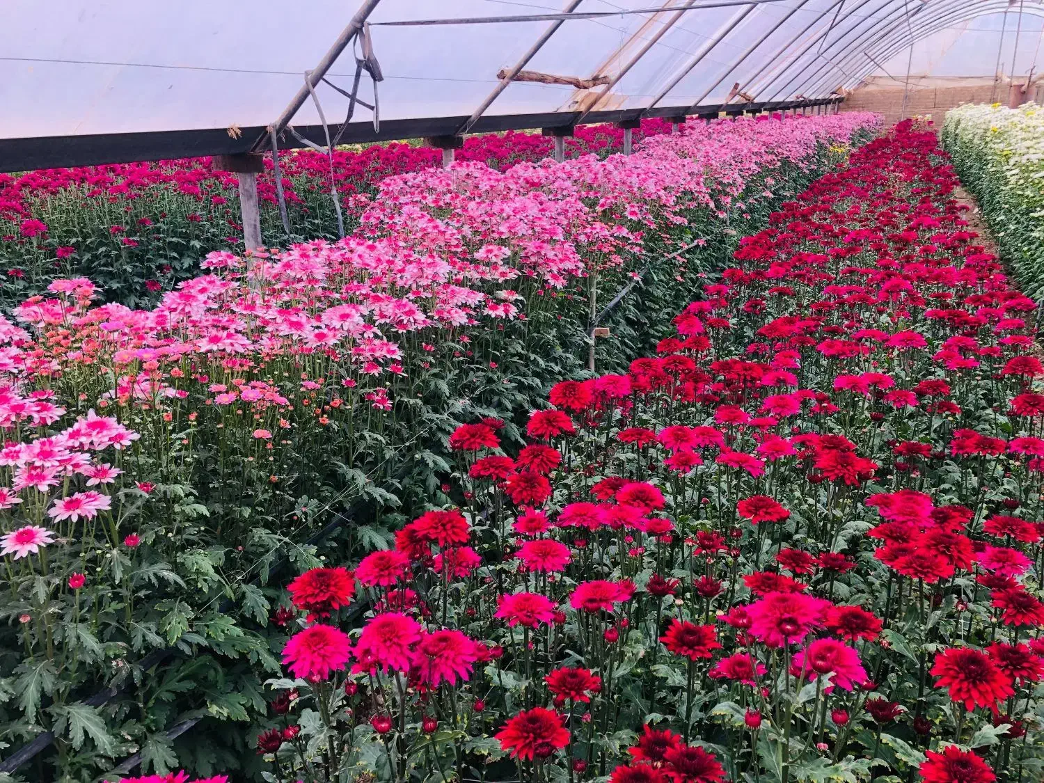 گل داودی به قیمت گلخانه|گل و گیاه طبیعی|پاکدشت, پاکدشت (مامازند)|دیوار