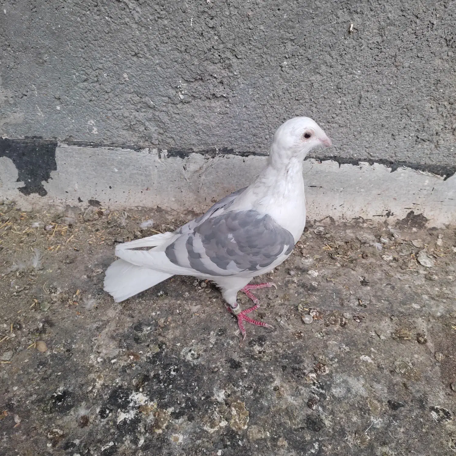 کبوتر گراف|پرنده|مشهد, انصار|دیوار